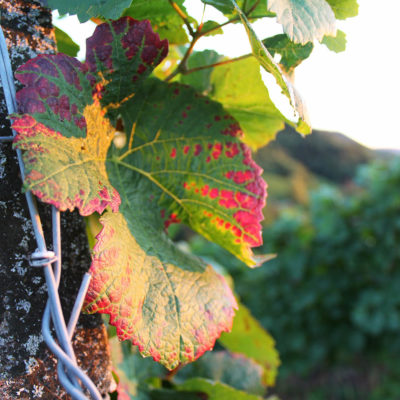 Zell Weierbach Weinblatt