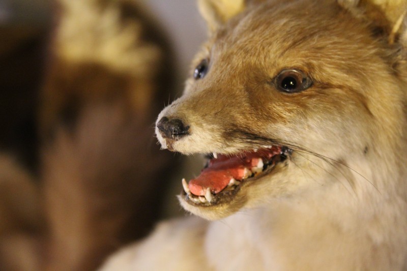 Schulmuseum-offenburg-fuchs